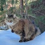 lovechka