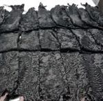 karakul-karakulcha