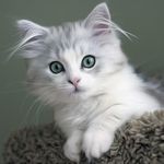 Regina Aleksandrovna - Livemaster - handmade