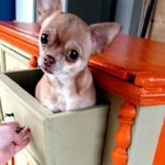 thesashathe