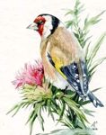 goldfinch777