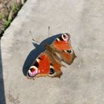 natalibutterfly-