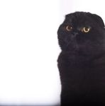 foldikcat