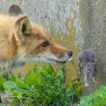 foxandmice