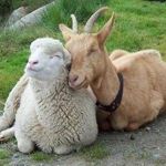 WOOLPARADISE - Livemaster - handmade