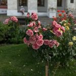 Dariana Shahbanova - Ярмарка Мастеров - ручная работа, handmade