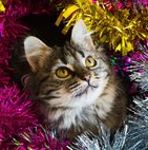 Emerald Cat - Ярмарка Мастеров - ручная работа, handmade