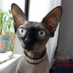 Аватар покупателя