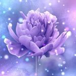 lilac-peony