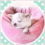 vinnievanillie