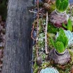 Little gardens - Ярмарка Мастеров - ручная работа, handmade