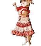 Vyazanye radosti dlya lohmatogo druga - Livemaster - handmade