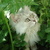 Larisa (laraigor2013) - Livemaster - handmade