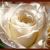 Irina Lebedeva. Tsvety iz shelka - Livemaster - handmade
