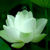 LilyDecor - Livemaster - handmade