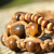Braslety Shambala. Anna - Ярмарка Мастеров - ручная работа, handmade