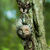Copper forest - Prostranstvo Chudes - Livemaster - handmade