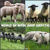 WORLD OF WOOL (MIR ShERSTI) - Livemaster - handmade