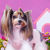 Rita Silnova (TusyaCollection) - Livemaster - handmade