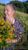 Aleevskie travy Elena Dubova - 44 - Livemaster - handmade