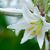 Yuliya Lilium - Livemaster - handmade