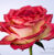 Bella Rosa Shkola lepki tsvetov - Livemaster - handmade