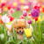 Flowersdecor - Livemaster - handmade