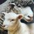 Sherst v Orle (wool-v-orle) - Livemaster - handmade